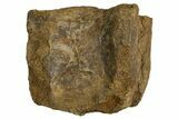 Fossil Dinosaur Vertebra Centrum - Judith River Formation #326438-2